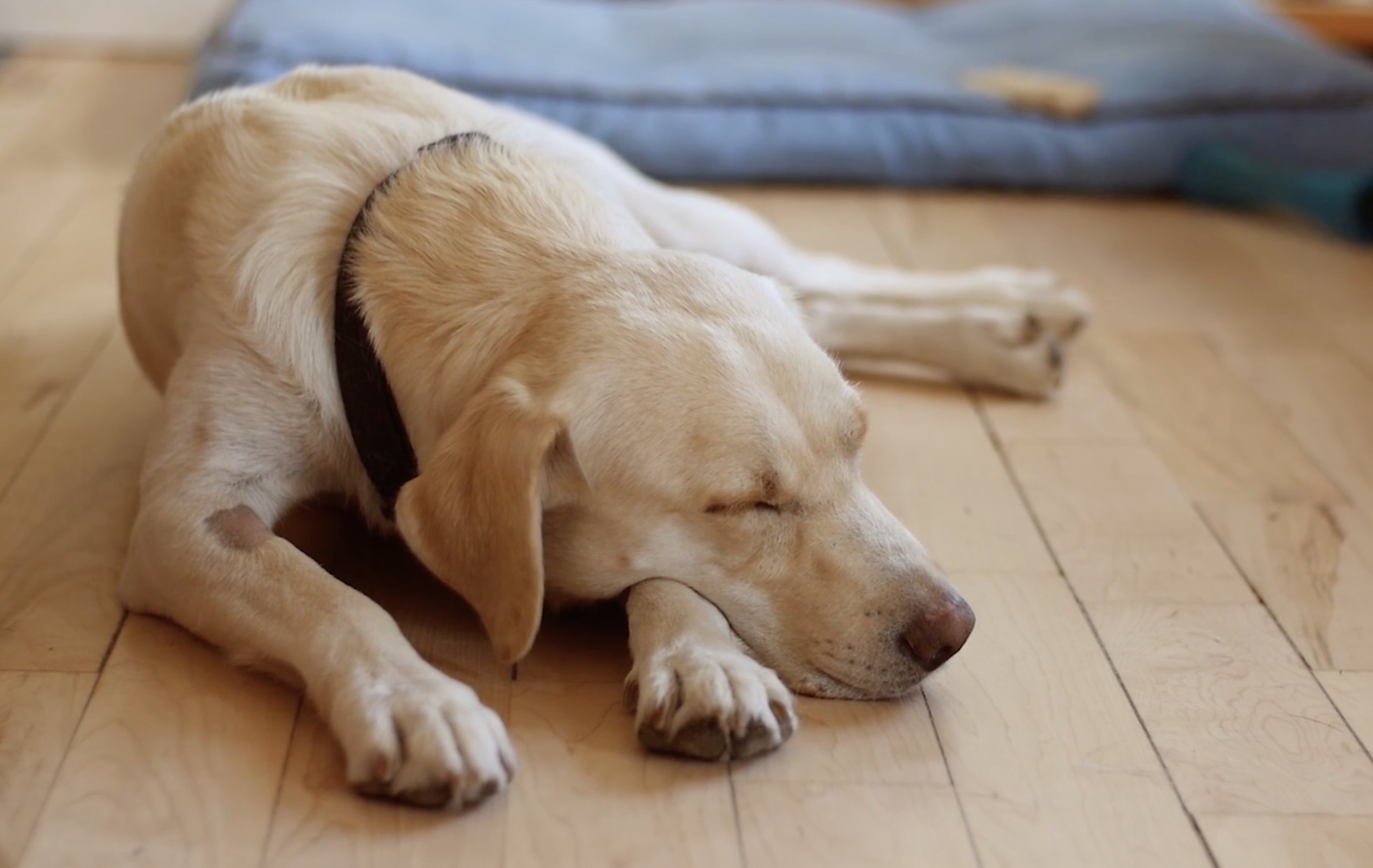 Inspiring Legacy Giving for Irish Guide Dogs image